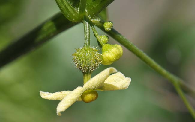 Marah gilensis, Wild Cucumber, Southwest Desert Flora